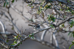 Polioptila caerulea