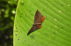 Eurybia pergaea