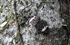 Ectima thecla