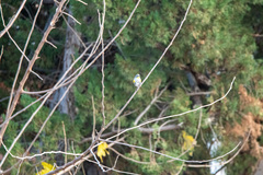 Setophaga coronata