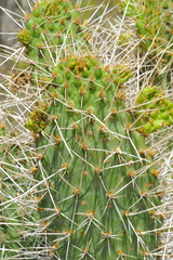 Consolea moniliformis