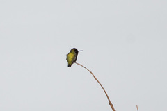 Calypte anna