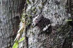 Ectima thecla
