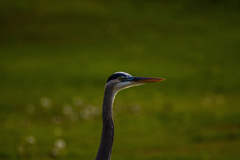 Ardea herodias