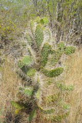 Consolea moniliformis