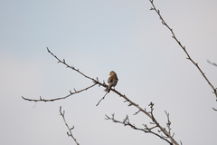 Spinus tristis