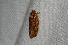 Choristoneura houstonana