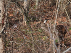 Odocoileus virginianus