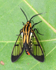 Paraethria flavosignata