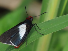 Pyrrhopygopsis socrates