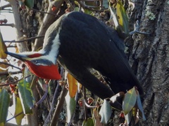 Dryocopus pileatus