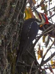 Dryocopus pileatus