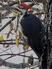 Dryocopus pileatus