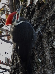 Dryocopus pileatus