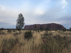Allocasuarina decaisneana