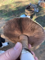 Agaricus albolutescens