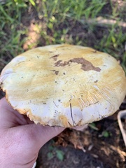 Agaricus albolutescens