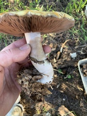 Agaricus albolutescens