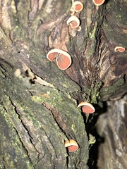Anthracophyllum