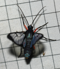 Mesothen caeruleicorpus