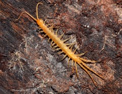 Eupolybothrus litoralis