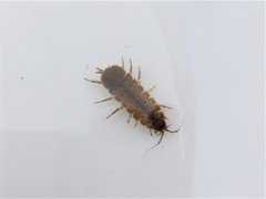 Caecidotea brevicauda