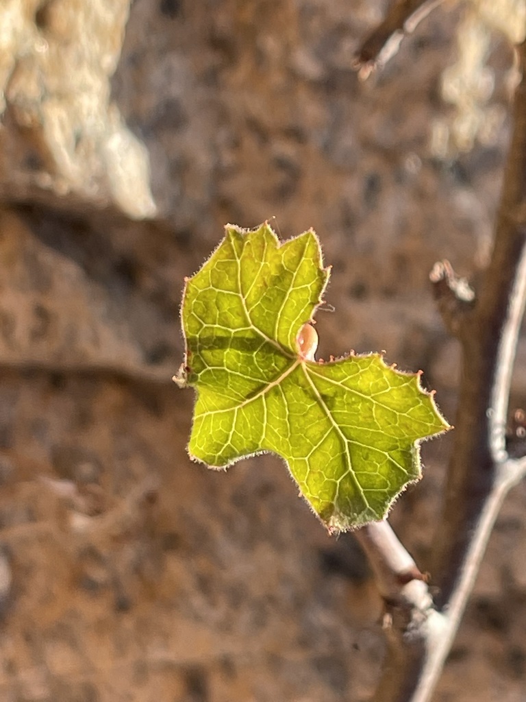Moran’s Lomboy from Paraiso Escondido, Cabo San Lucas, B.C.S., Mexico