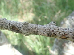 Pertusaria thiospoda
