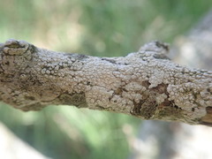 Pertusaria thiospoda