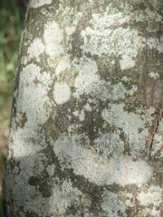 Pertusaria thiospoda