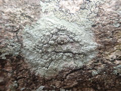 Pertusaria subplanaica