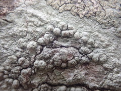 Pertusaria subplanaica