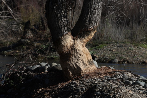 American Beaver photographed in California