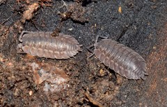 Trachelipus squamuliger