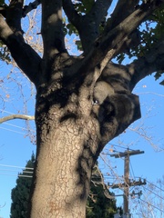 Sciurus carolinensis