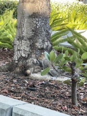 Sciurus carolinensis