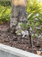 Sciurus carolinensis