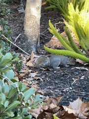 Sciurus carolinensis