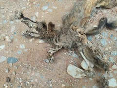 Lycalopex gymnocercus