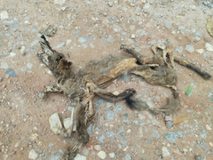 Lycalopex gymnocercus