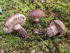 Tylopilus variobrunneus