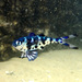 Bluebottle-Fish - Photo (c) Harry Rosenthal, some rights reserved (CC BY-NC), uploaded by Harry Rosenthal