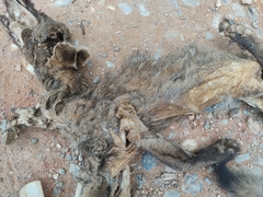 Lycalopex gymnocercus