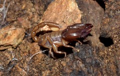 Euscorpius lesbiacus