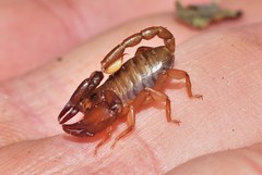 Euscorpius lesbiacus