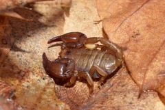 Euscorpius lesbiacus