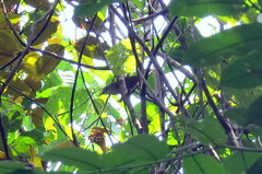 Pheugopedius genibarbis