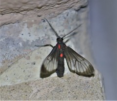 Hypocharis clusia