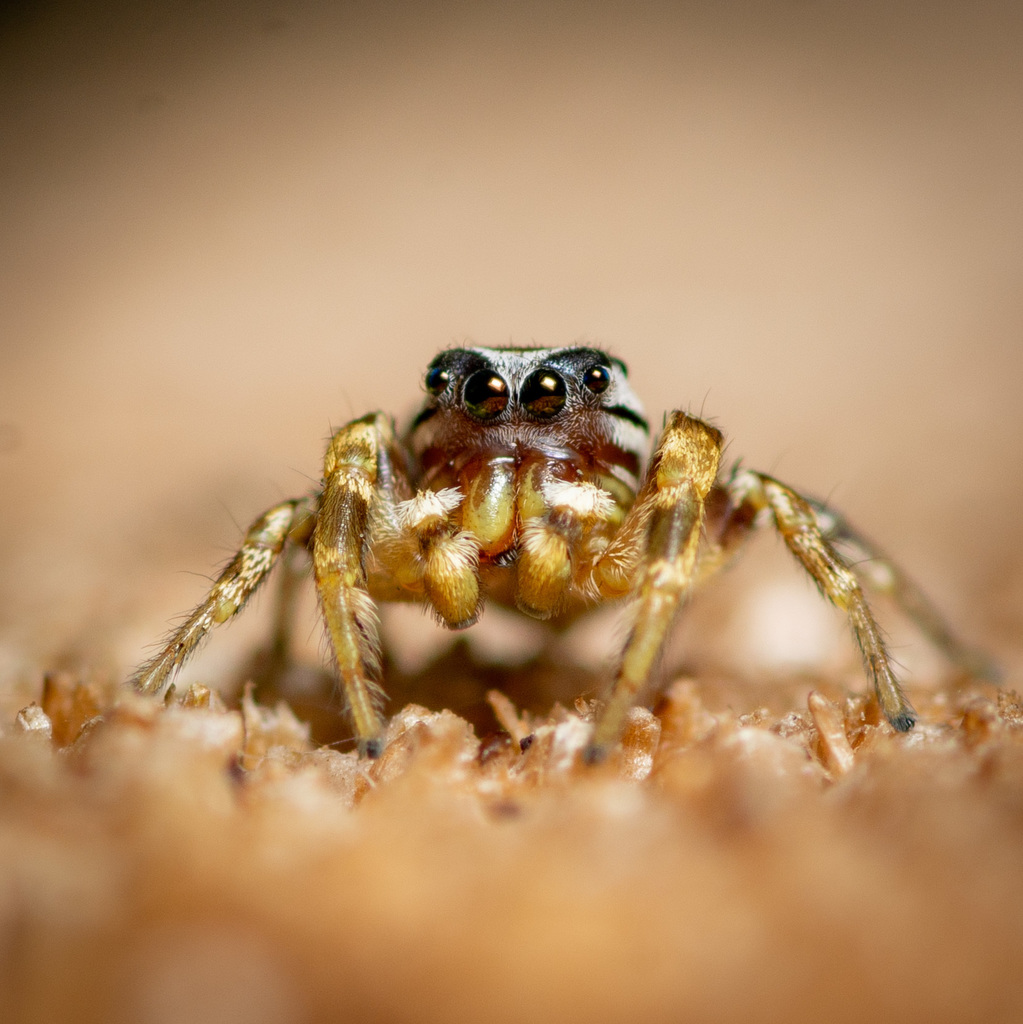 Pelegrina pervaga