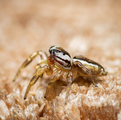 Pelegrina pervaga